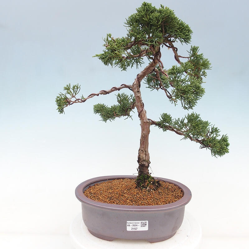 Bonsai voor buiten - Juniperus chinensis Kishu