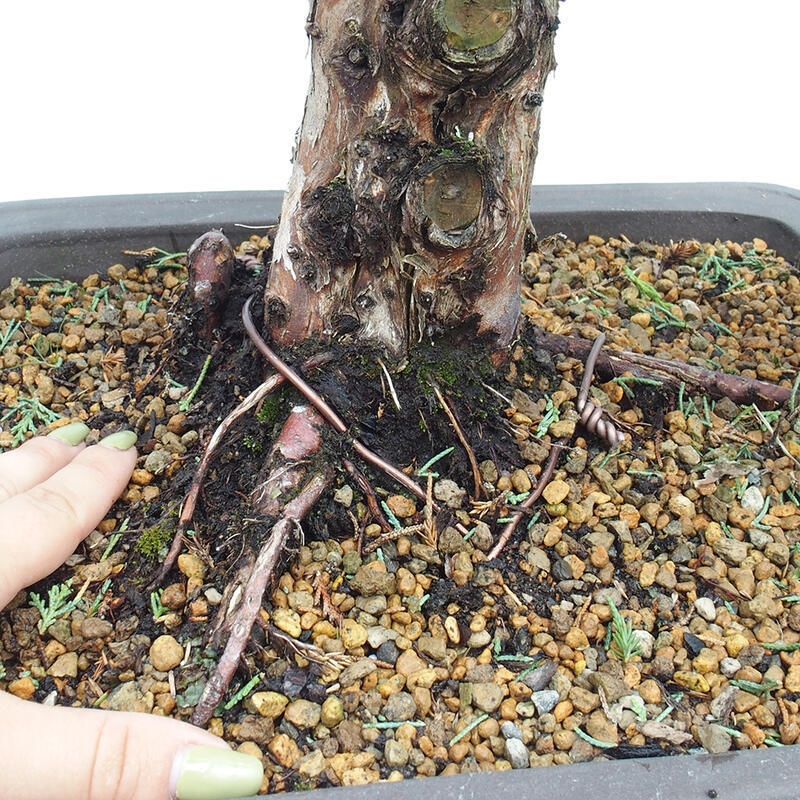 Bonsai voor buiten - Juniperus chinensis Kishu