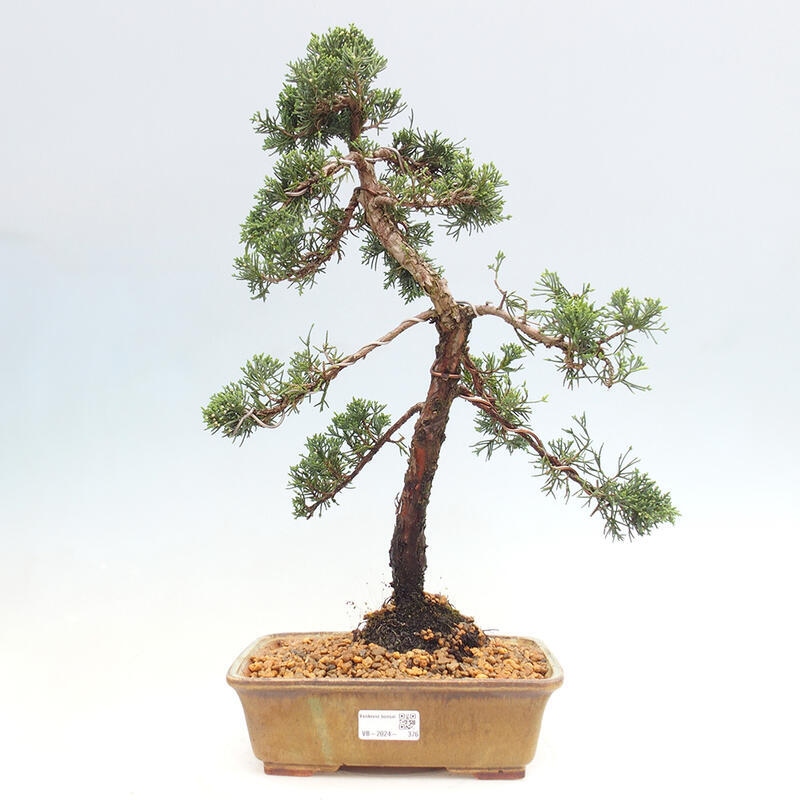 Bonsai voor buiten - Juniperus chinensis Kishu