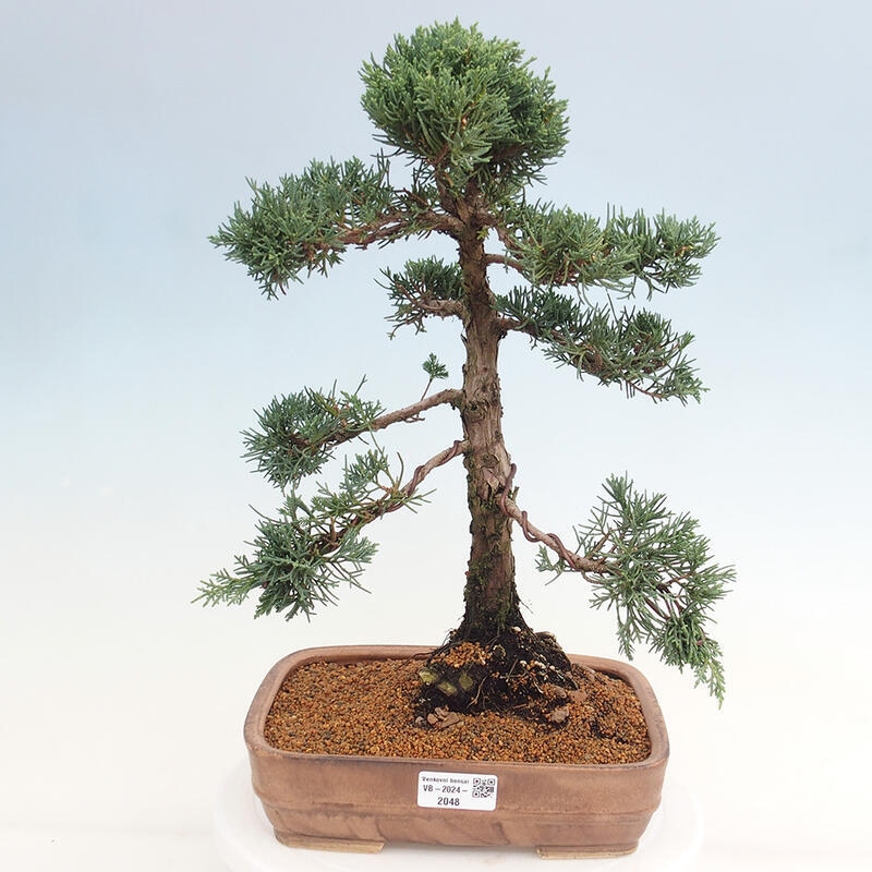 Bonsai voor buiten - Juniperus chinensis Kishu