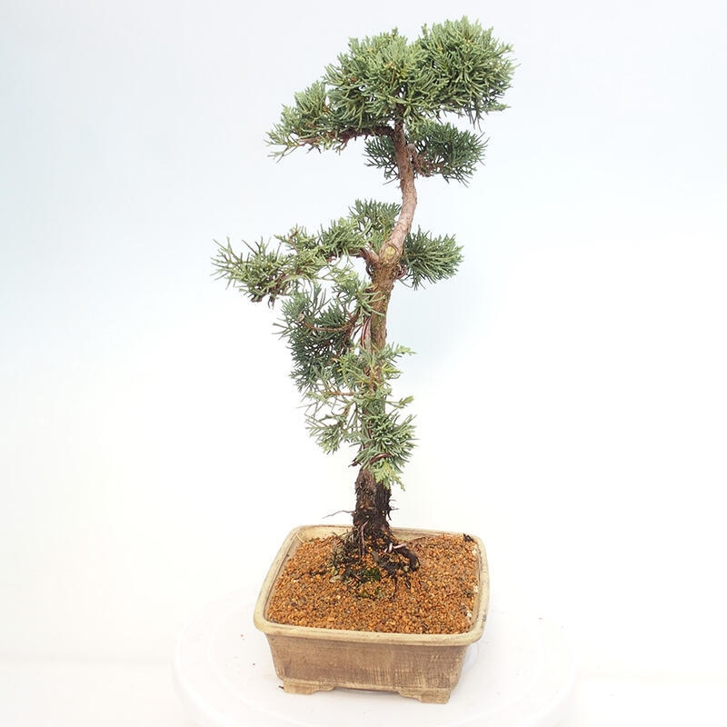 Bonsai voor buiten - Juniperus chinensis Kishu