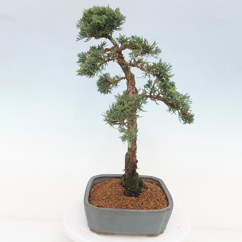 Bonsai voor buiten - Juniperus chinensis Kishu