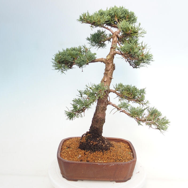 Bonsai voor buiten - Juniperus chinensis Kishu