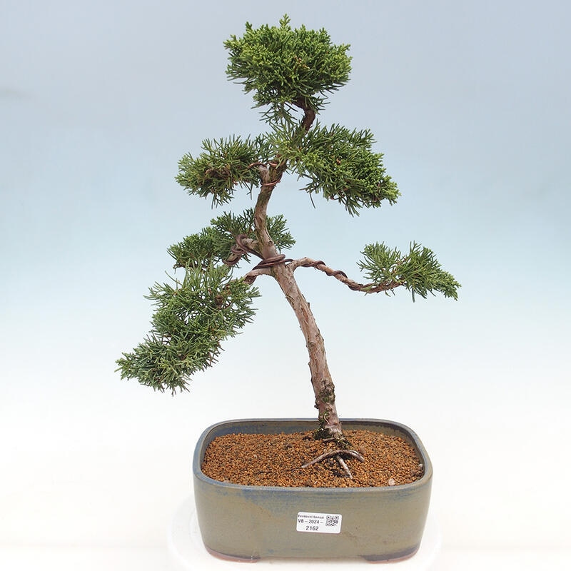 Bonsai voor buiten - Juniperus chinensis Kishu