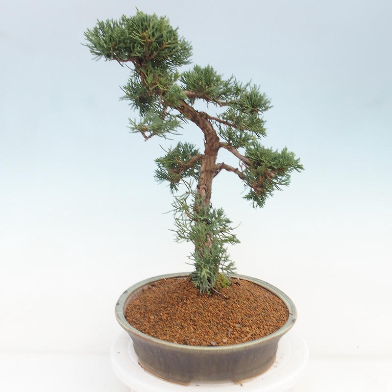 Bonsai voor buiten - Juniperus chinensis Kishu