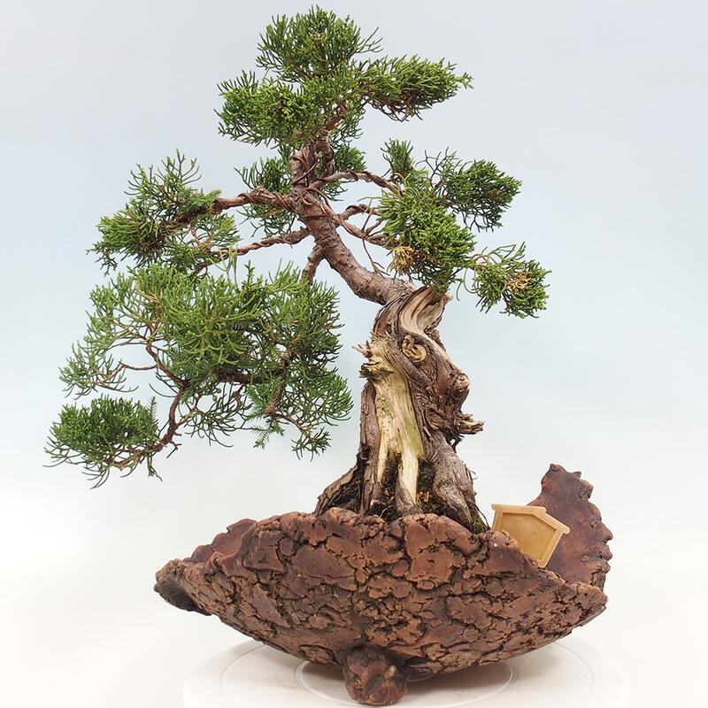 Bonsai voor buiten - Juniperus chinensis Kishu