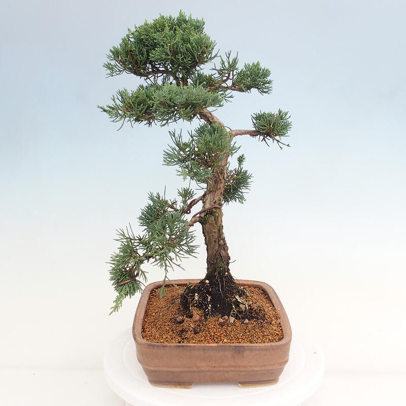 Bonsai voor buiten - Juniperus chinensis Kishu