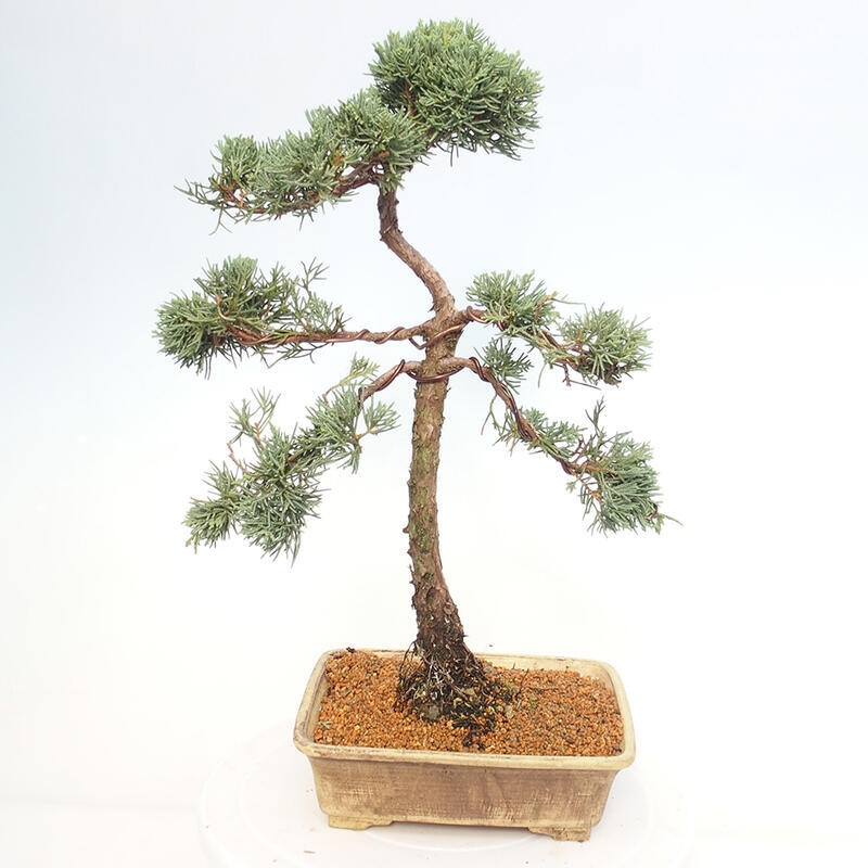 Bonsai voor buiten - Juniperus chinensis Kishu