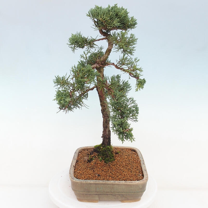 Bonsai voor buiten - Juniperus chinensis Kishu