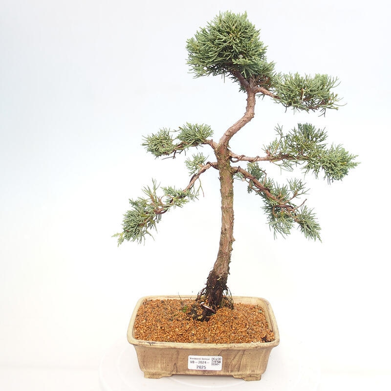Bonsai voor buiten - Juniperus chinensis Kishu
