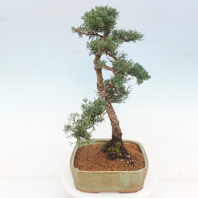 Bonsai voor buiten - Juniperus chinensis Kishu