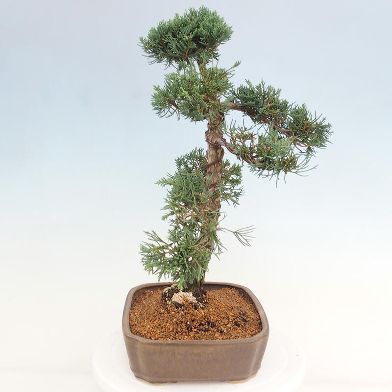Bonsai voor buiten - Juniperus chinensis Kishu