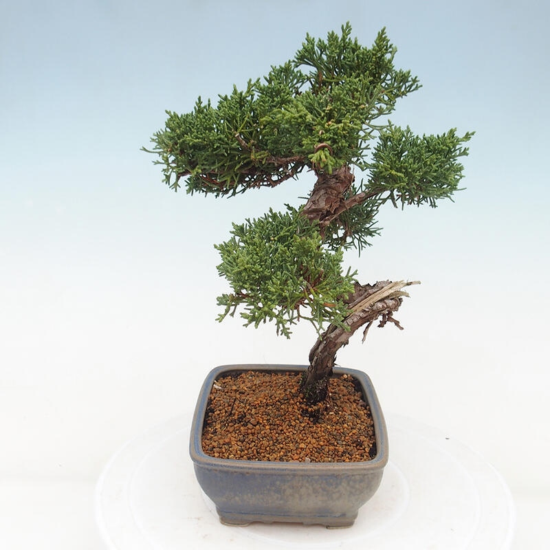 Bonsai voor buiten - Juniperus chinensis Kishu