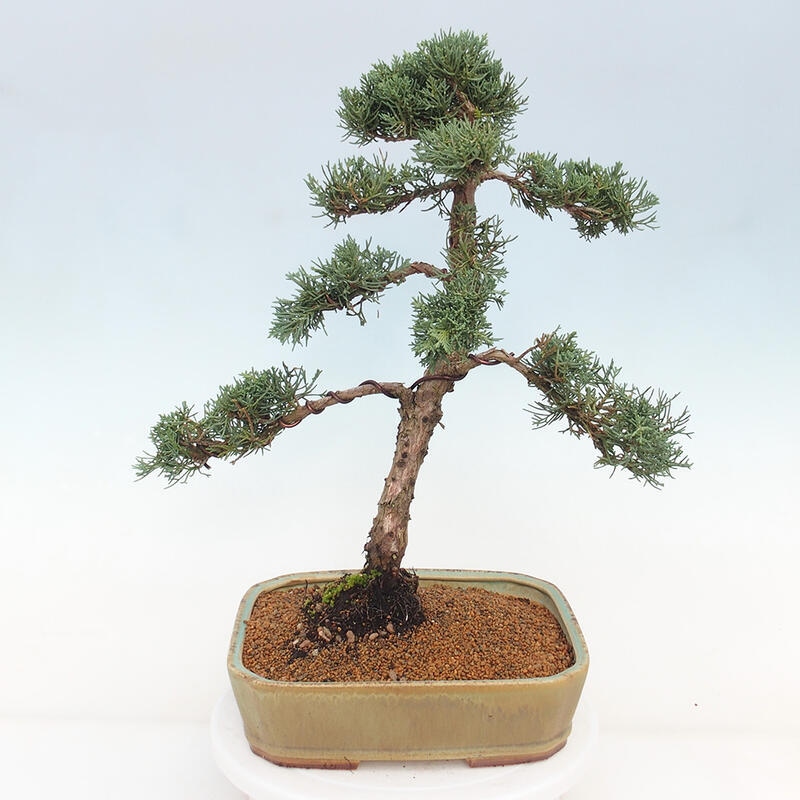Bonsai voor buiten - Juniperus chinensis Kishu