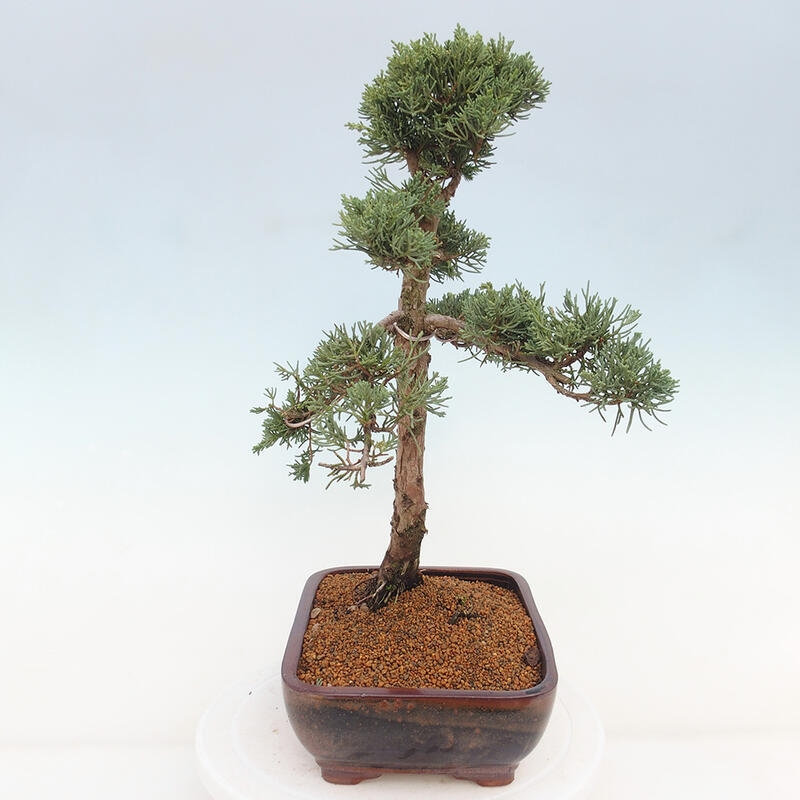 Bonsai voor buiten - Juniperus chinensis Kishu