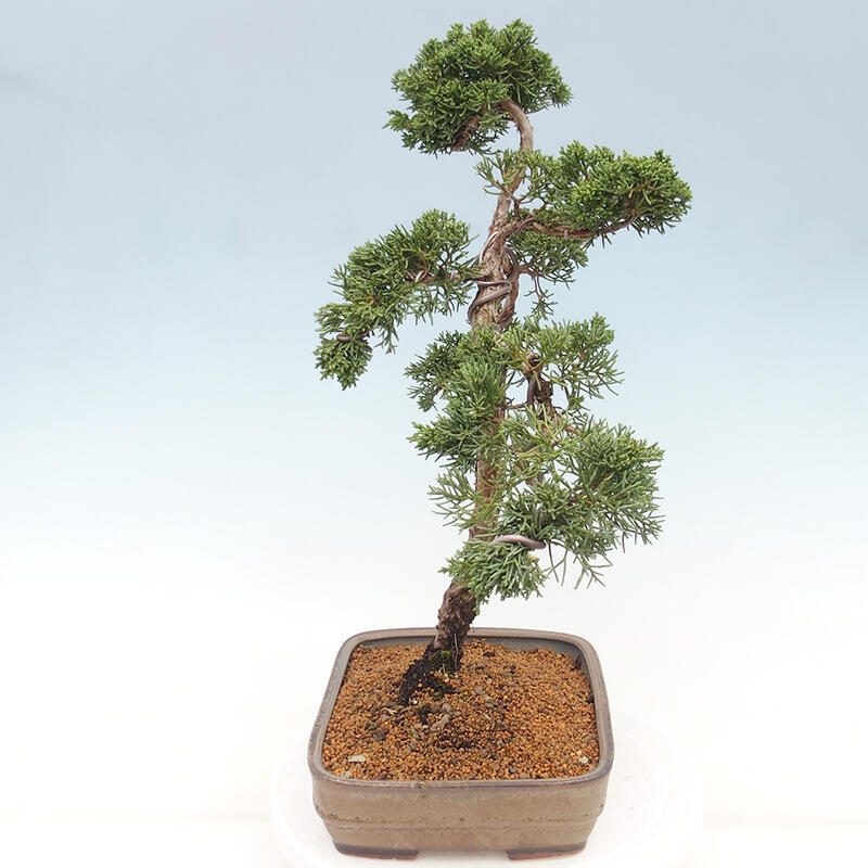 Bonsai voor buiten - Juniperus chinensis Kishu