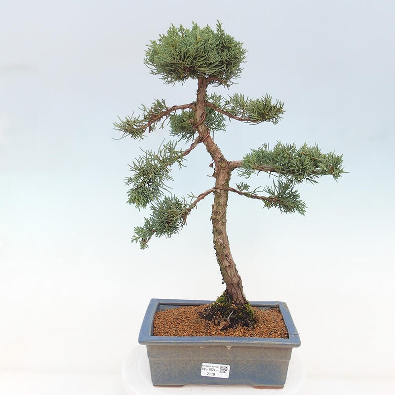 Bonsai voor buiten - Juniperus chinensis Kishu