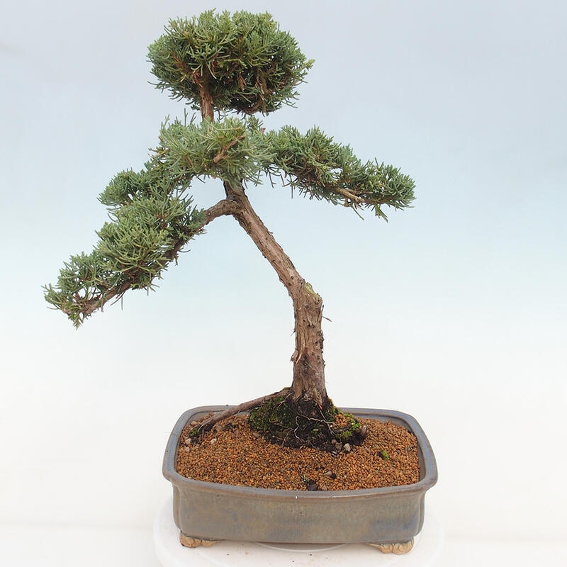 Bonsai voor buiten - Juniperus chinensis Kishu