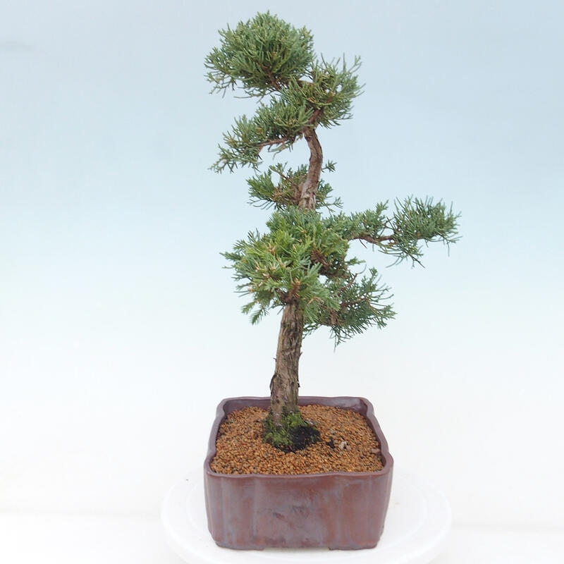 Bonsai voor buiten - Juniperus chinensis Kishu