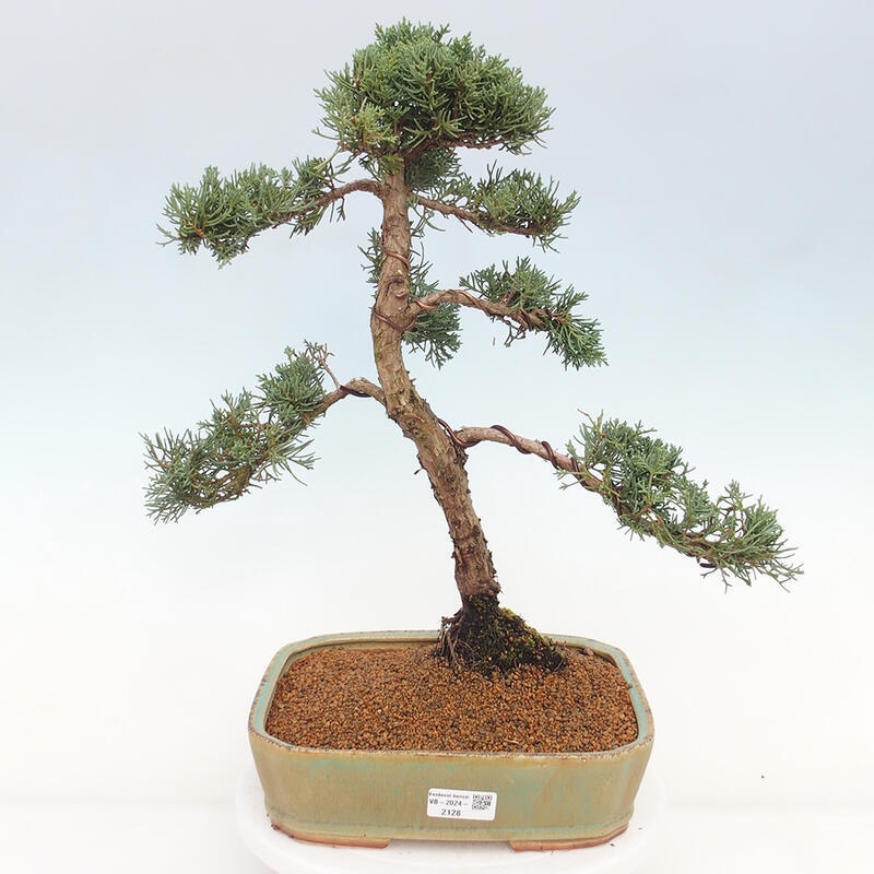 Bonsai voor buiten - Juniperus chinensis Kishu