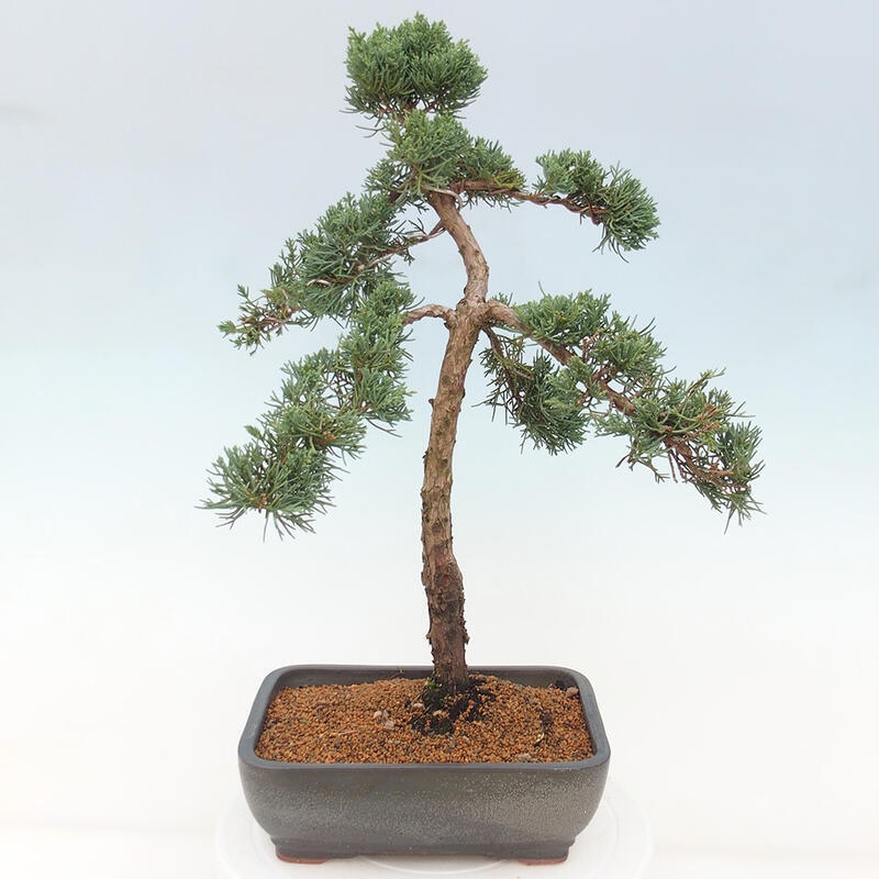 Bonsai voor buiten - Juniperus chinensis Kishu