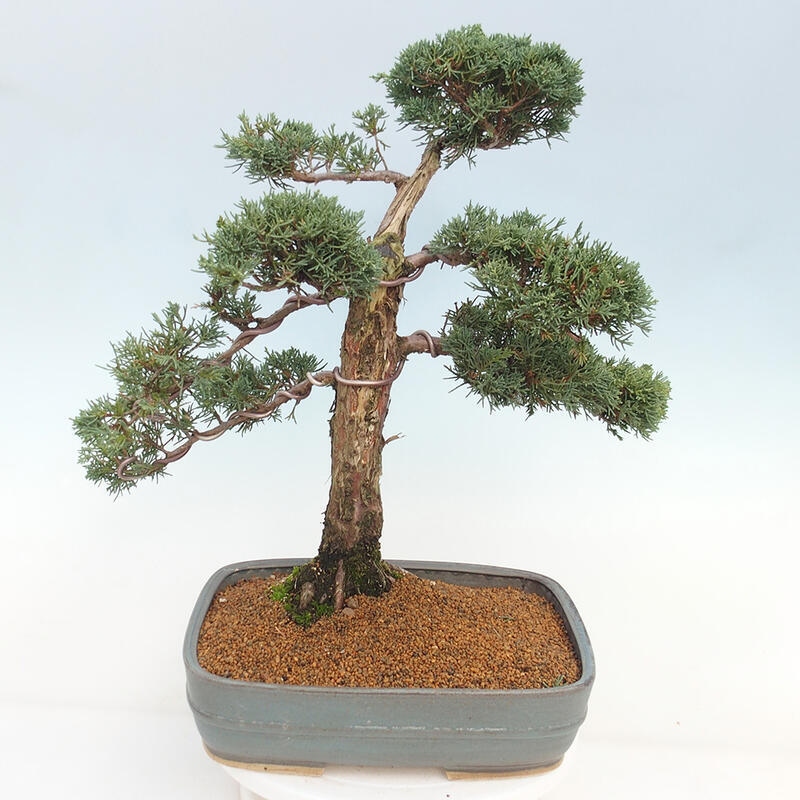 Bonsai voor buiten - Juniperus chinensis Kishu
