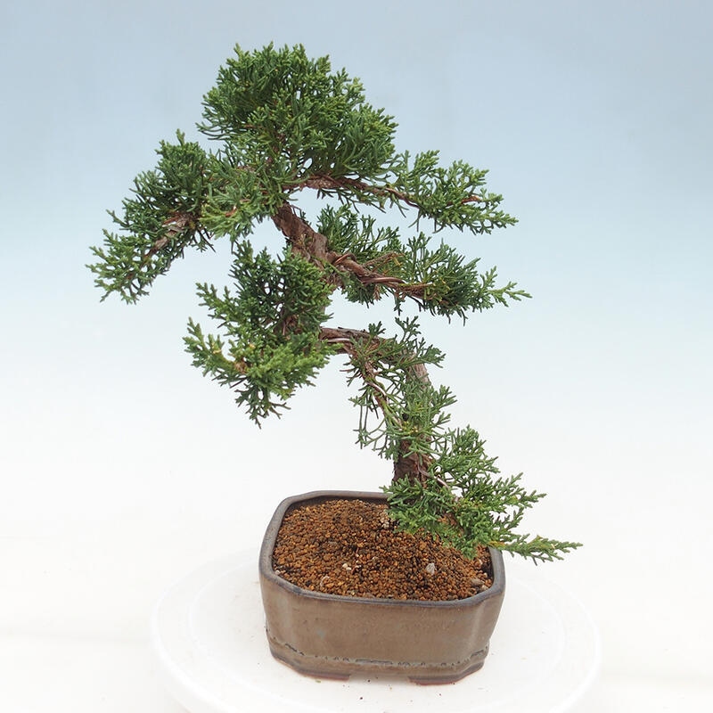 Bonsai voor buiten - Juniperus chinensis Kishu