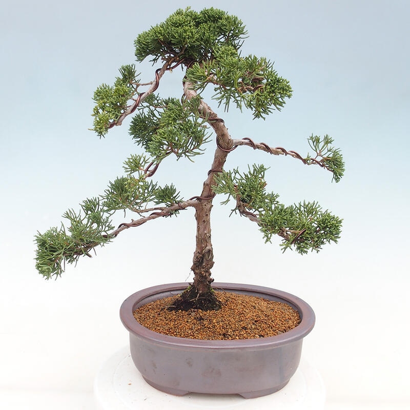 Bonsai voor buiten - Juniperus chinensis Kishu