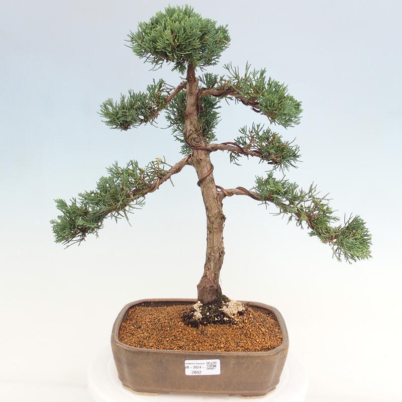 Bonsai voor buiten - Juniperus chinensis Kishu