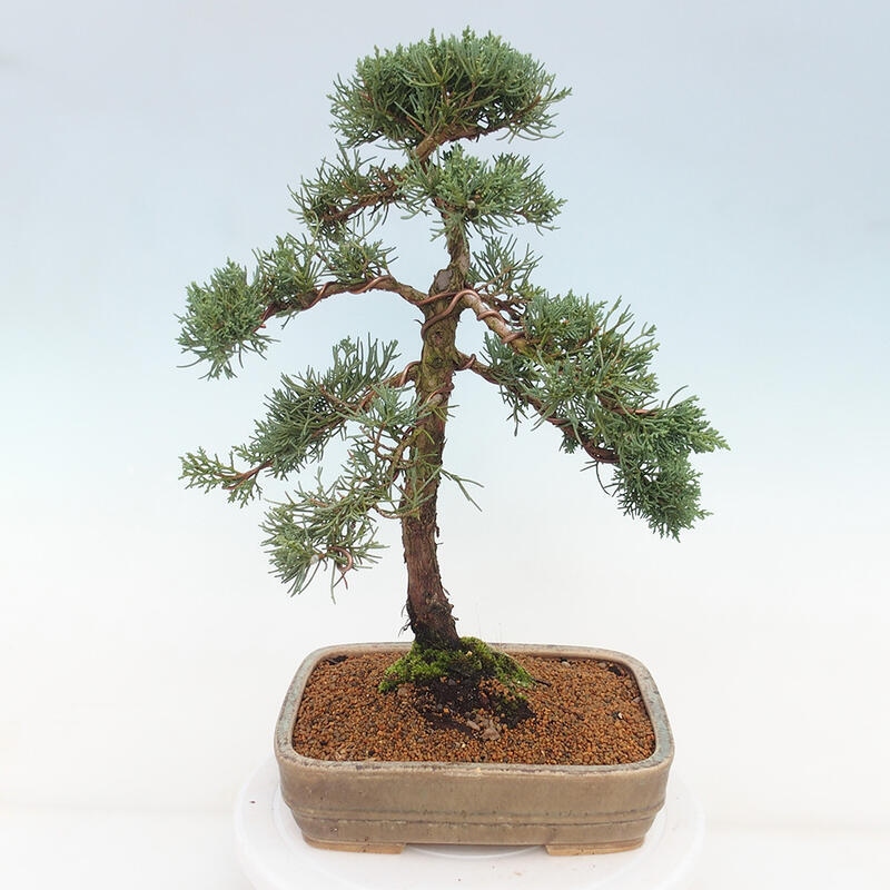 Bonsai voor buiten - Juniperus chinensis Kishu
