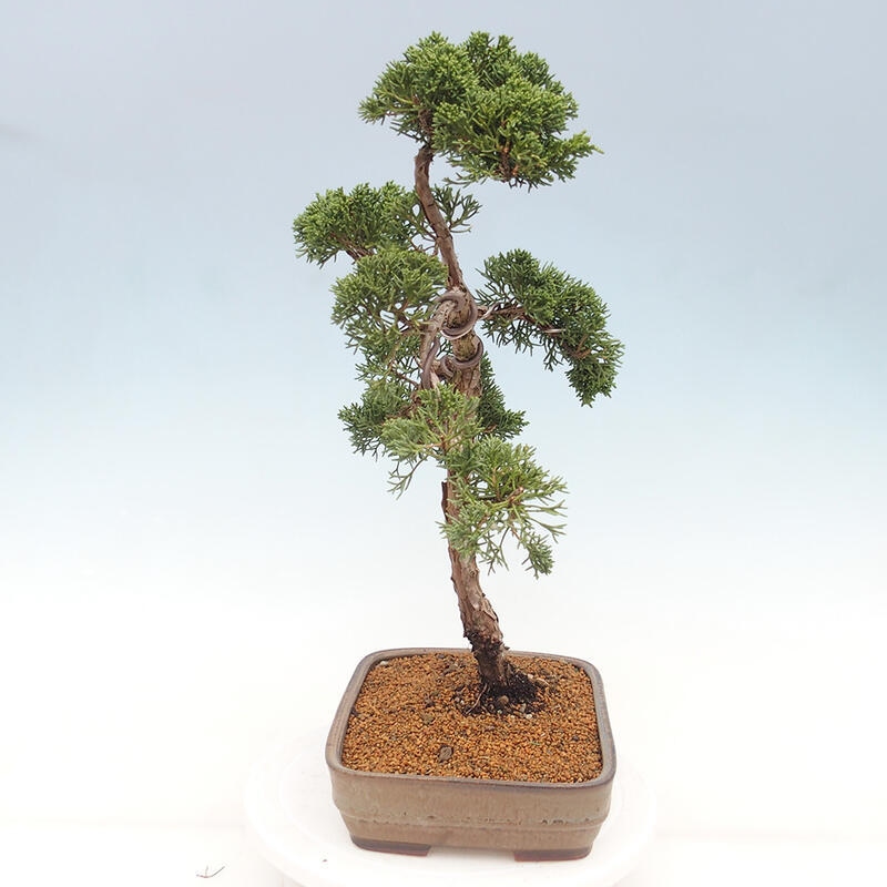 Bonsai voor buiten - Juniperus chinensis Kishu