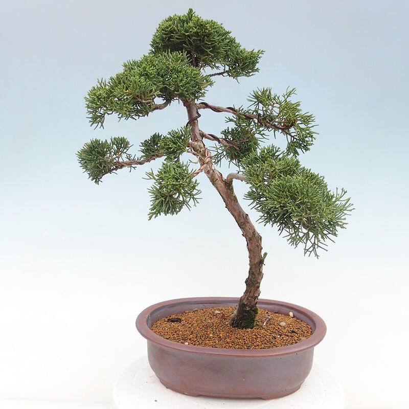 Bonsai voor buiten - Juniperus chinensis Kishu