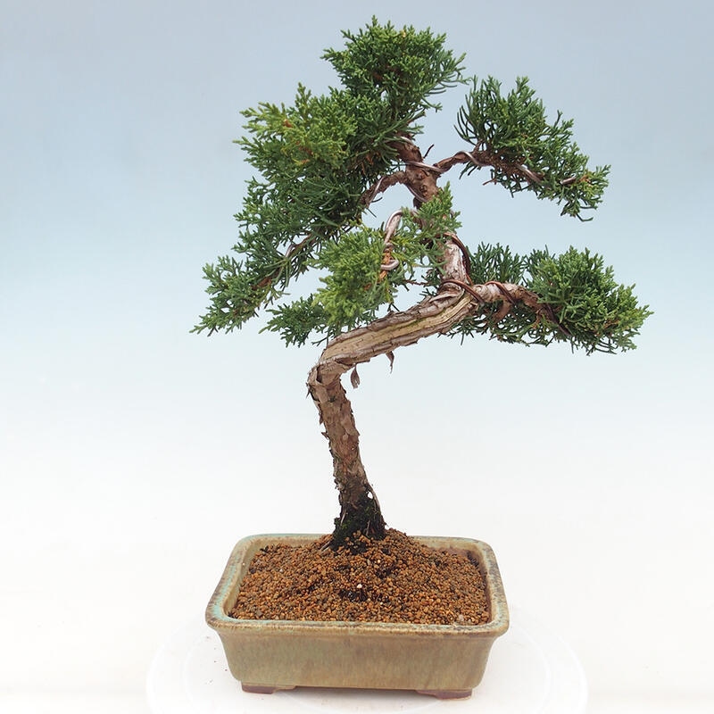 Bonsai voor buiten - Juniperus chinensis Kishu