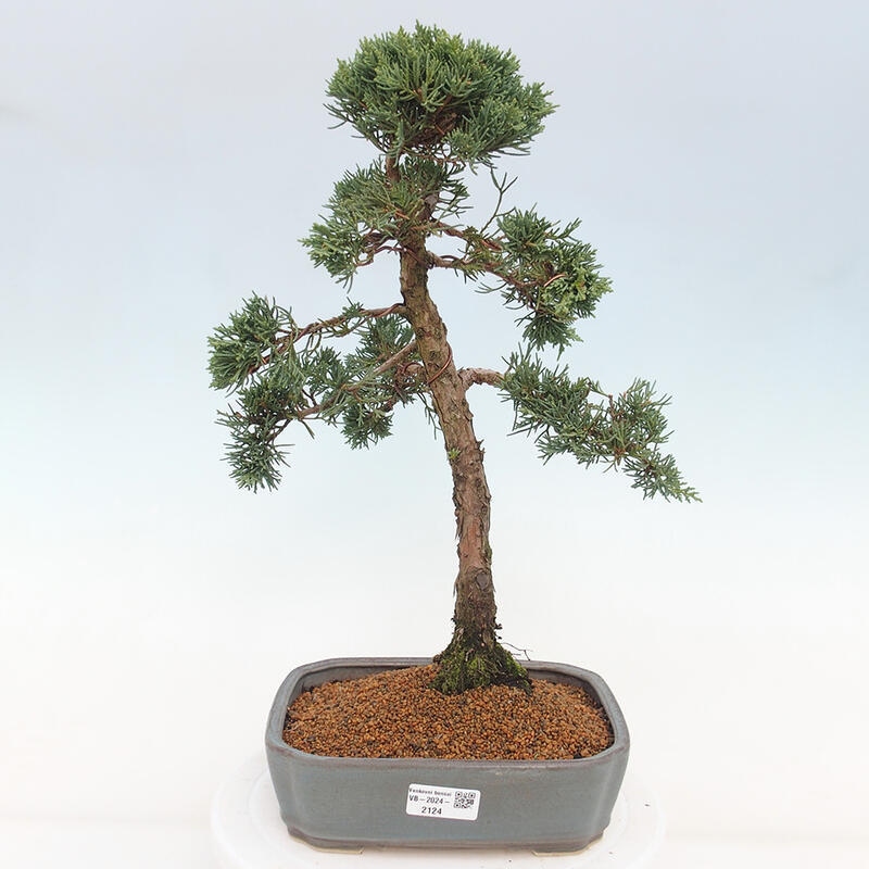 Bonsai voor buiten - Juniperus chinensis Kishu
