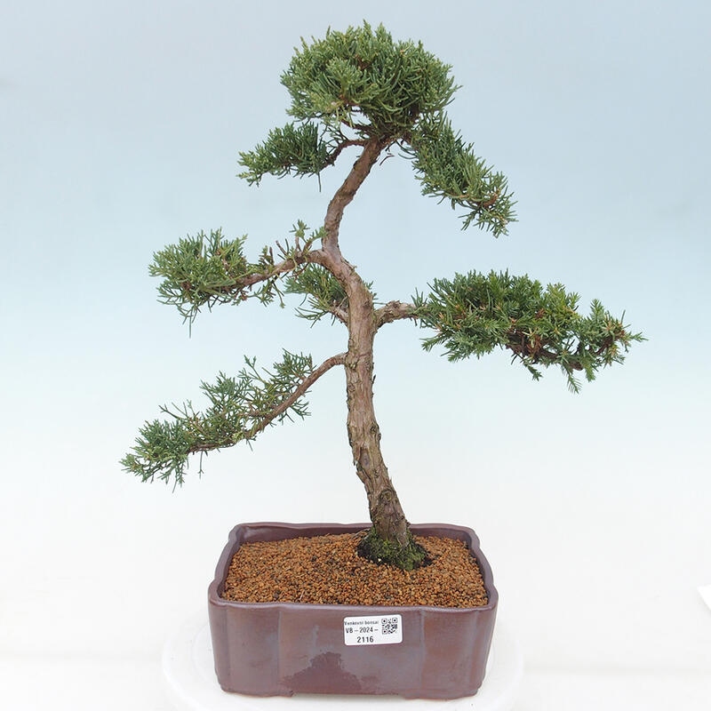 Bonsai voor buiten - Juniperus chinensis Kishu
