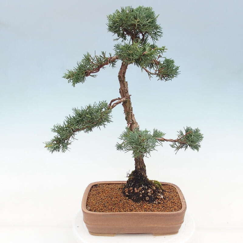 Bonsai voor buiten - Juniperus chinensis Kishu