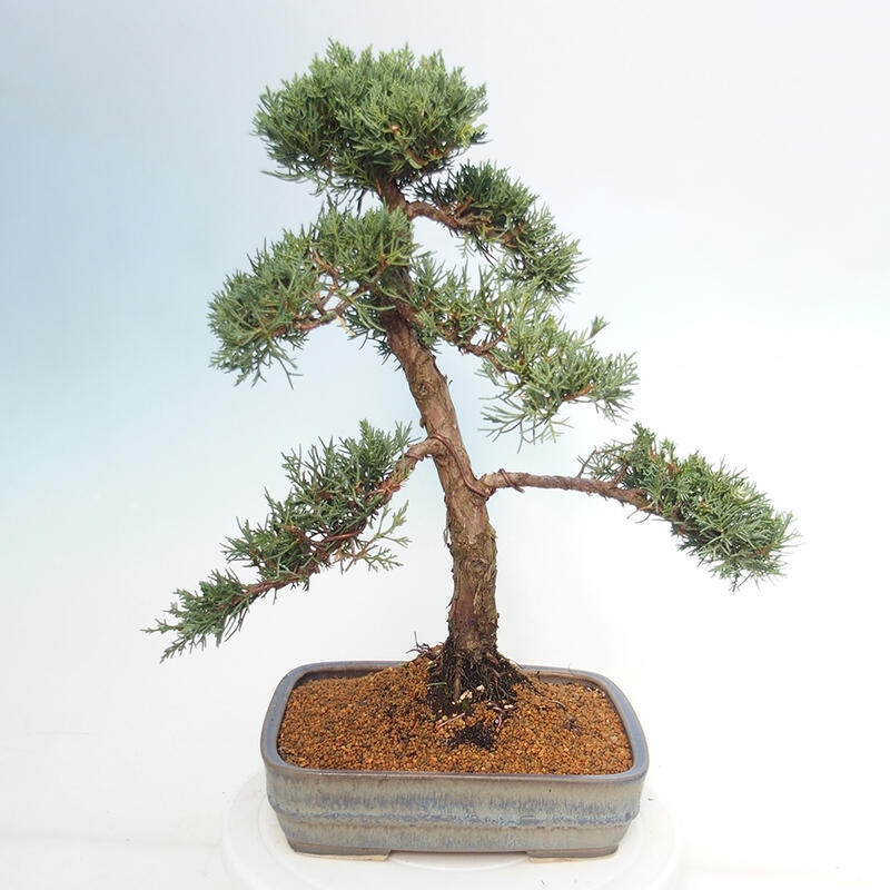 Bonsai voor buiten - Juniperus chinensis Kishu