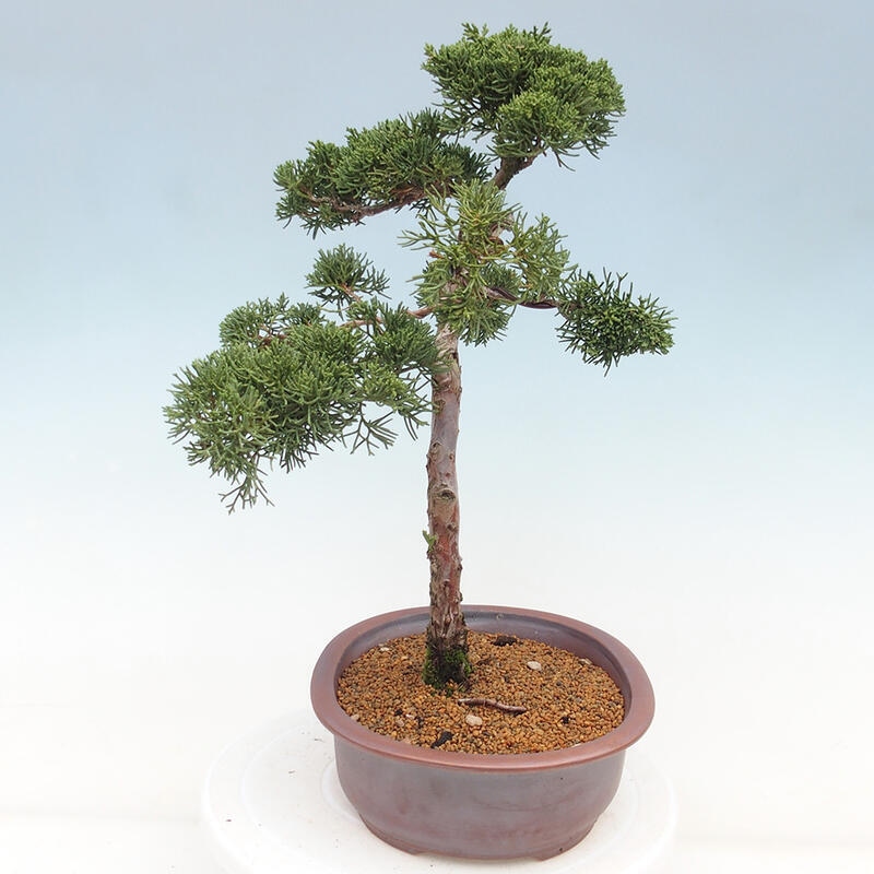 Bonsai voor buiten - Juniperus chinensis Kishu