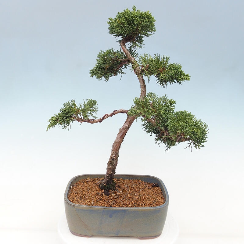 Bonsai voor buiten - Juniperus chinensis Kishu