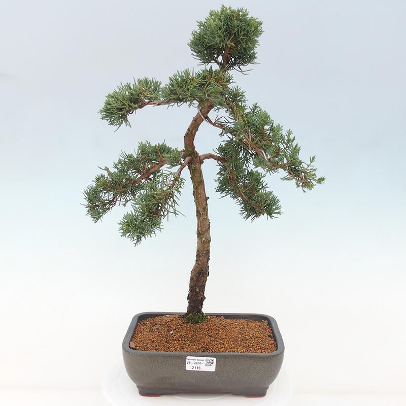 Bonsai voor buiten - Juniperus chinensis Kishu