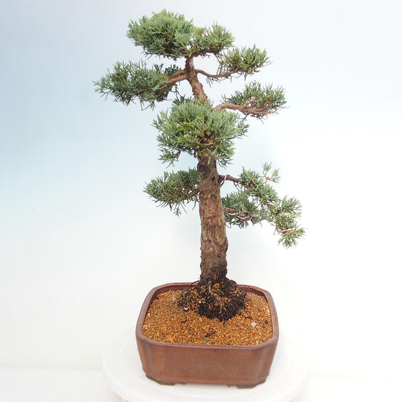 Bonsai voor buiten - Juniperus chinensis Kishu