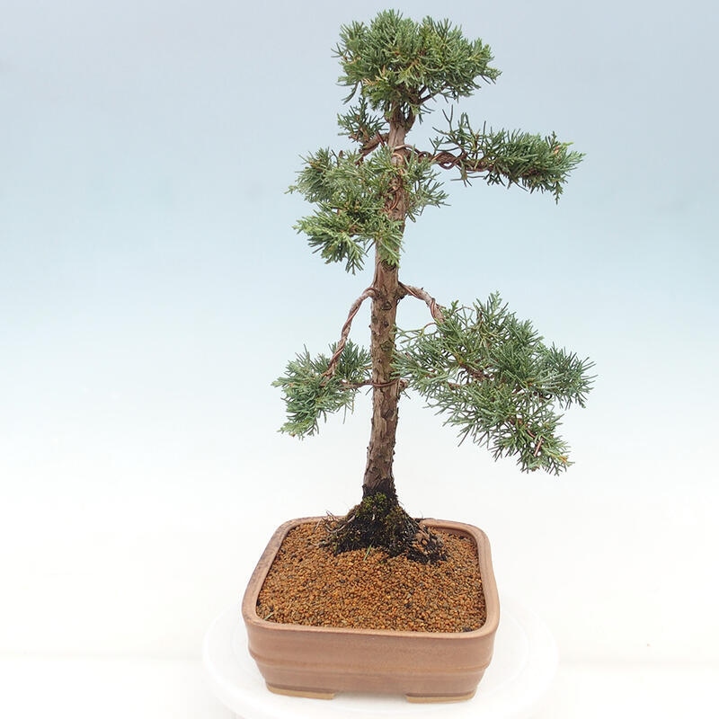 Bonsai voor buiten - Juniperus chinensis Kishu
