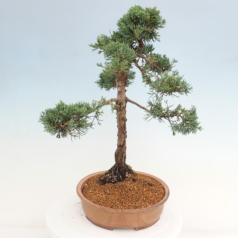 Bonsai voor buiten - Juniperus chinensis Kishu