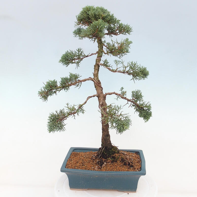 Bonsai voor buiten - Juniperus chinensis Kishu