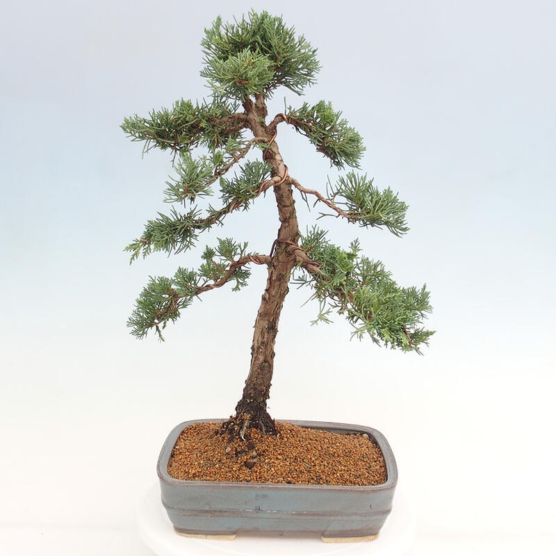 Bonsai voor buiten - Juniperus chinensis Kishu