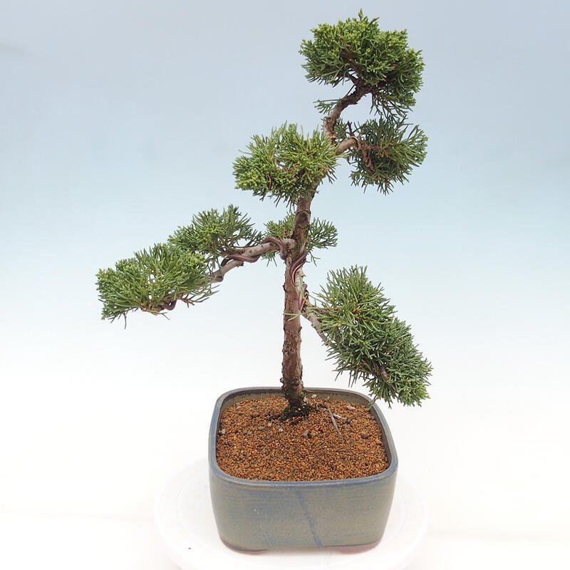 Bonsai voor buiten - Juniperus chinensis Kishu