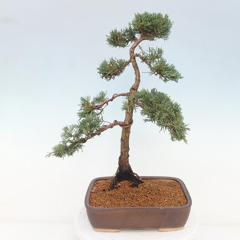 Bonsai voor buiten - Juniperus chinensis Kishu