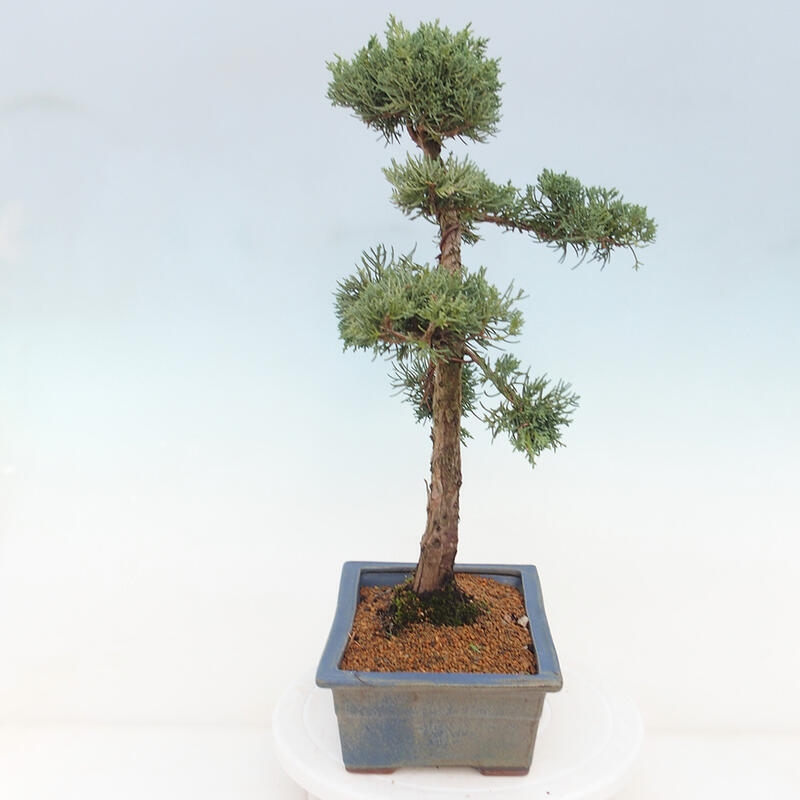 Bonsai voor buiten - Juniperus chinensis Kishu