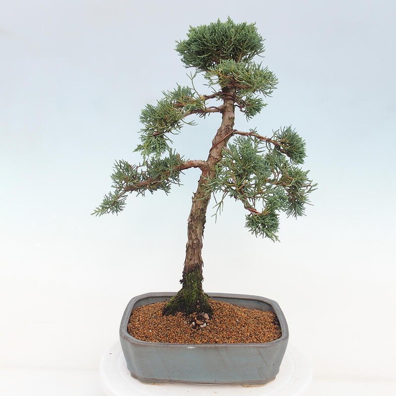 Bonsai voor buiten - Juniperus chinensis Kishu