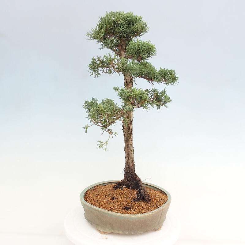Bonsai voor buiten - Juniperus chinensis Kishu
